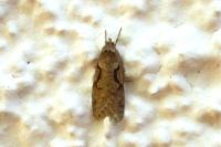 Semioscopis steinkellneriana