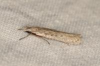 Gelechia asinella