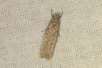 Gelechia asinella