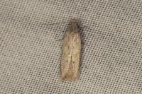 Gelechia asinella