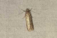 Gelechia asinella