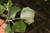 Phyllocnistis labyrinthella