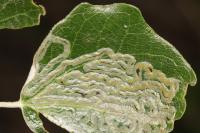 Phyllocnistis labyrinthella