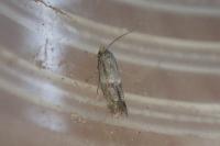 Elachista freyerella