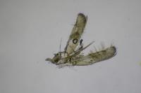 Elachista freyerella
