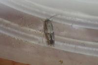 Elachista freyerella