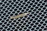 Coleophora albicosta