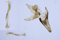 Nematopogon adansoniella