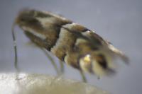 Phyllonorycter ulmifoliella