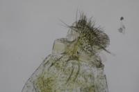 Phyllonorycter ulmifoliella