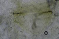 Phyllonorycter ulmifoliella