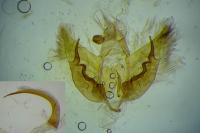 Depressaria albipunctella