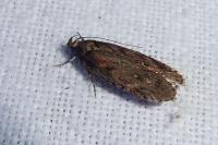 Depressaria albipunctella