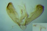 Elachista lugdunensis