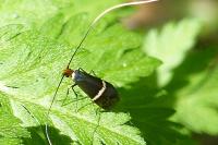 Adela australis