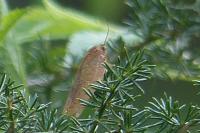 Clepsis consimilana