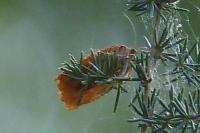 Clepsis consimilana