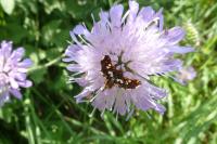 Thyris fenestrella
