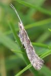 Plutella xylostella
