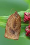 Cacoecimorpha pronubana