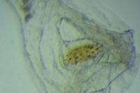 Agonopterix heracliana