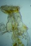 Agonopterix heracliana