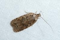 Agonopterix heracliana