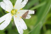 Coleophora lutarea