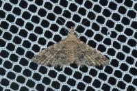 Alucita hexadactyla
