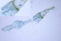 Alucita hexadactyla