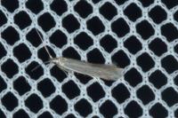 Coleophora lassella