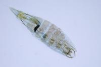 Coleophora lassella