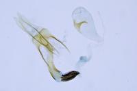 Coleophora lassella