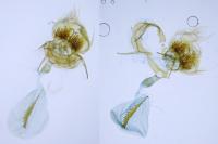 Cnephasia communana