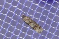Eriopsela quadrana