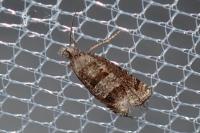 Eriopsela quadrana