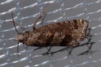 Eriopsela quadrana