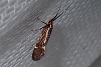 Esperia sulphurella