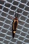 Esperia sulphurella