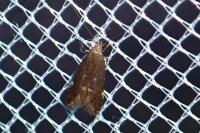 Aproaerema anthyllidella