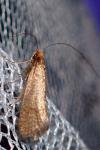 Nematopogon adansoniella