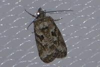 Cnephasia