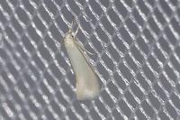 Elachista argentella