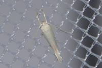 Elachista argentella