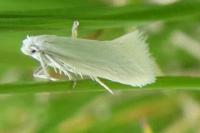 Elachista argentella