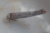 Pseudoswammerdamia combinella