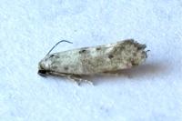 Epermenia ochreomaculella