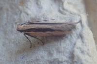 Mirificarma interrupta