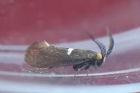 Incurvaria masculella