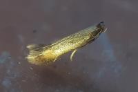 Coptotriche marginea
